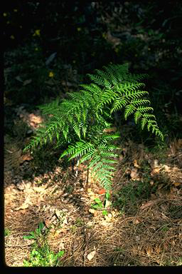 Austral bracken